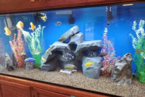 Serenity Aquarium and Aviary Services Big Aquarium