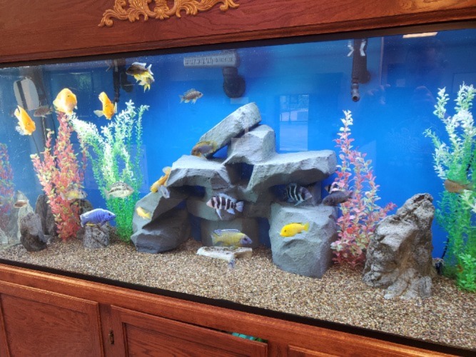 Glass vs Acrylic Fish Tanks Serenity Aquarium & Aviary Services