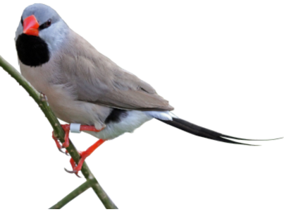 Serenity Aviary and Aquarium Services Shaft Tail Bird