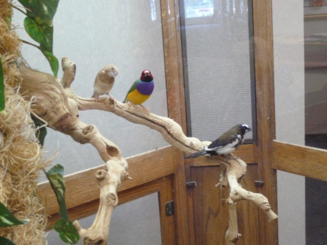 Image showcasing Gallery | Serenity Aquarium & Aviary Services