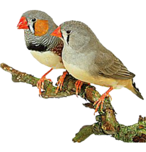 Serenity Aviary and Aquarium Services Zebra Finch