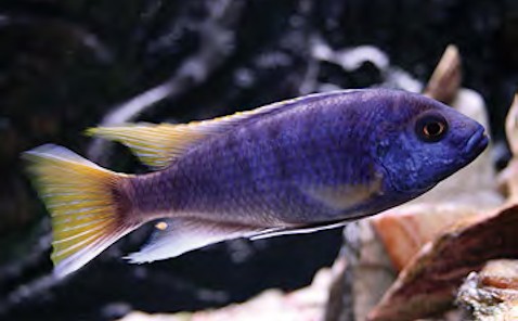 serenity_aquarium_services_exotic_fish_acei_1.0