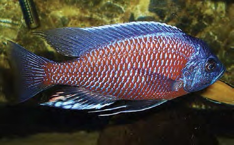 serenity_aquarium_services_exotic_fish_borleyi_redfin_1.0