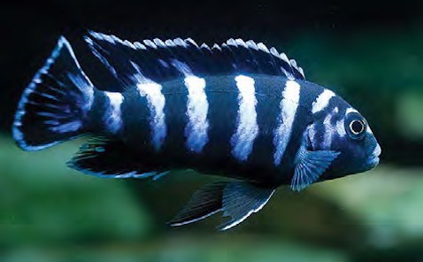 serenity_aquarium_services_exotic_fish_demasoni_1.0