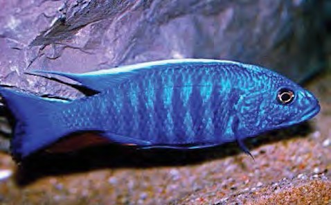 serenity_aquarium_services_exotic_fish_electric_blue_ahli_1.0