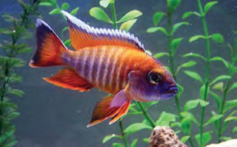 serenity_aquarium_services_exotic_fish_eureka_red_jake_1.0