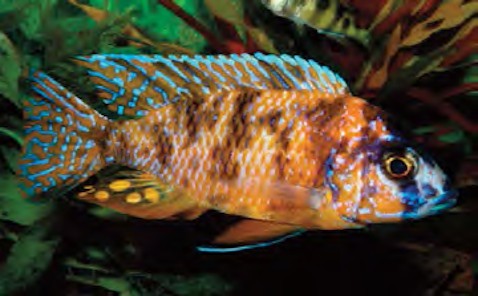 serenity_aquarium_services_exotic_fish_ob_peacock_1.0