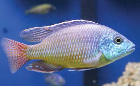 serenity_aquarium_services_exotic_fish_red_empress_1.0