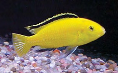 serenity_aquarium_services_exotic_fish_yellow_lab_1.0