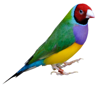 serenity_aviary_birds_premium_lady_gouldian_1.0