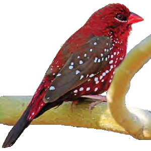 serenity_aviary_birds_premium_strawberry_finch_1.0