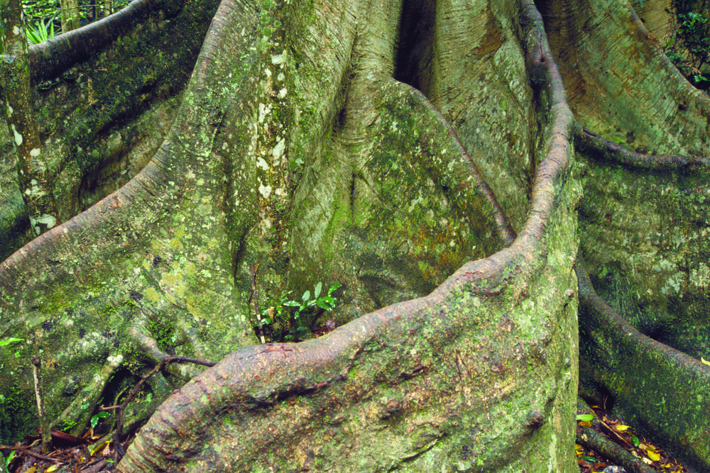 Closeup Roots