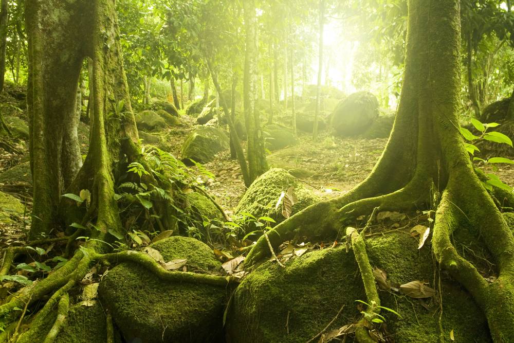 Forest with Ray of Light