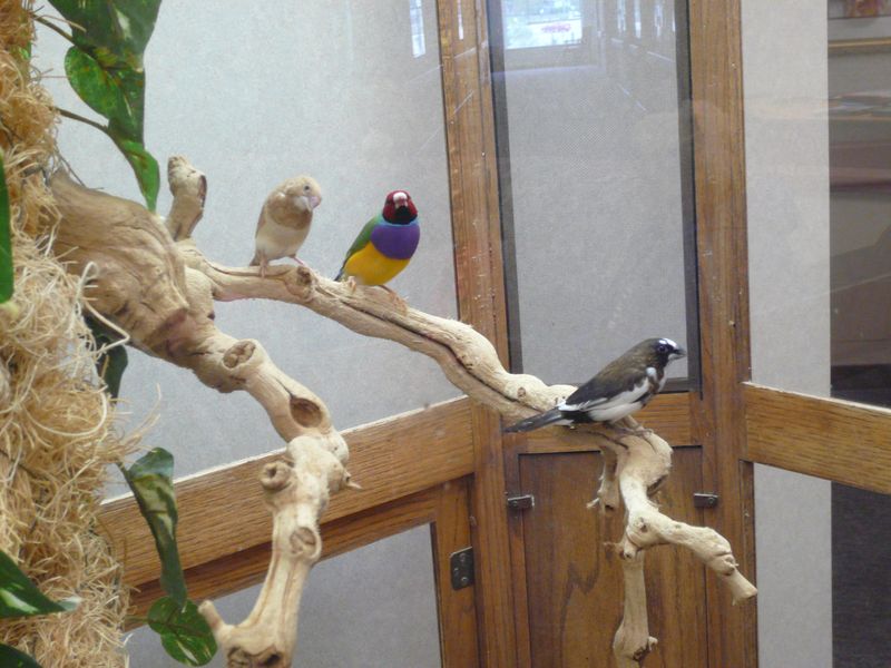 Serenity Aquarium and Aviary Services Beautiful Finches