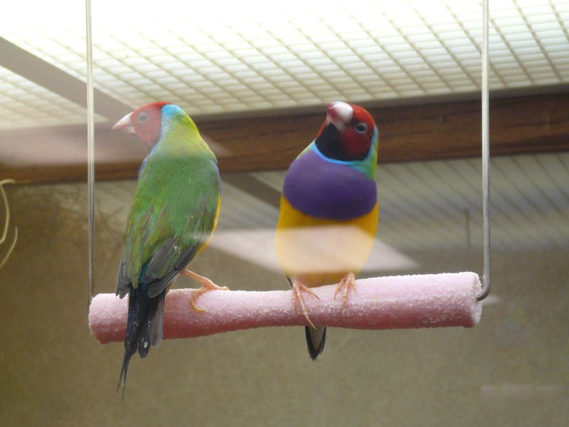 Serenity Aquarium and Aviary Services Lady Gouldan Finch