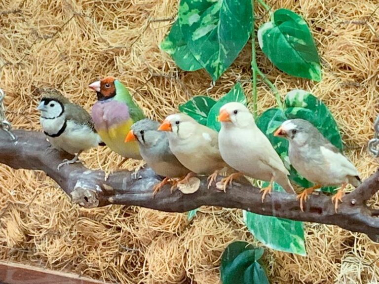 Gallery | Serenity Aquarium & Aviary Services - Large Parrot Aviaries For Absolute And Absolutely Consulting Services