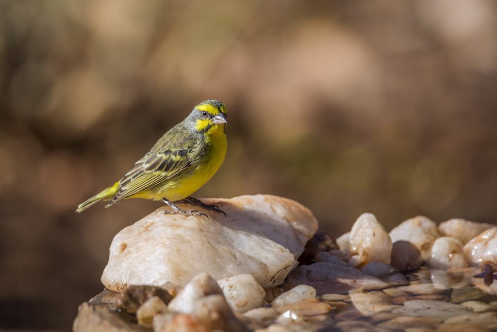 green singer finch