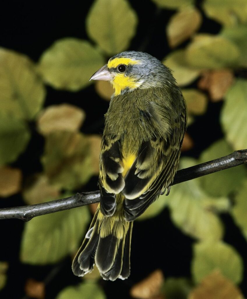 green singer finch from the back