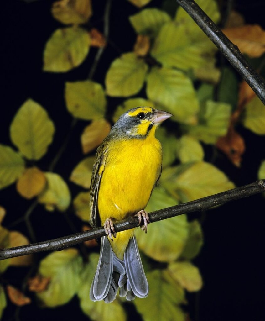 green singer finch from the front