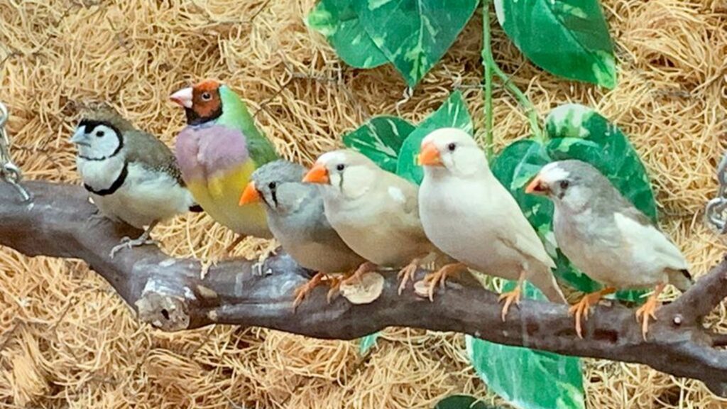 birds on branch in aviary