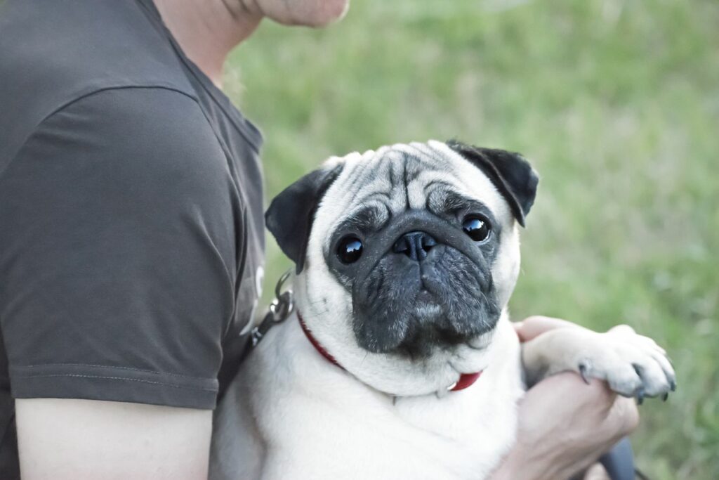 man holding pub dog