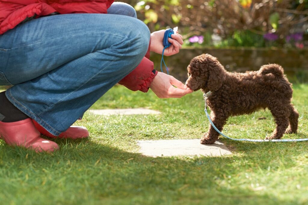 person with poodle dog