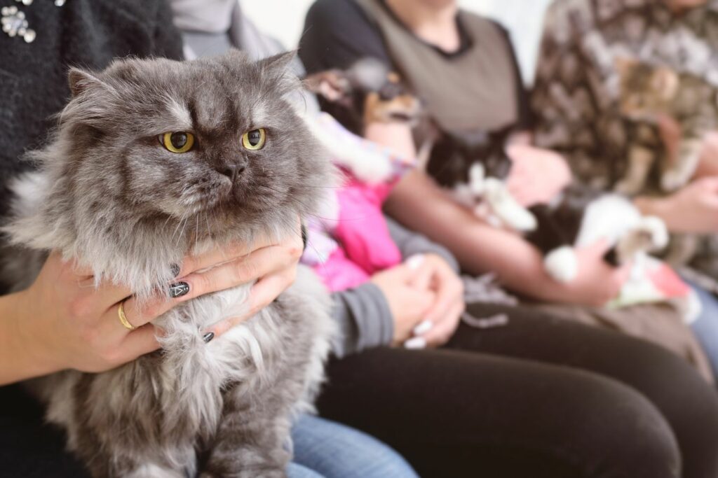 woman holding persian cat