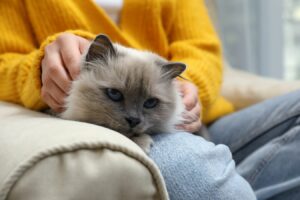 woman sitting with birman cat