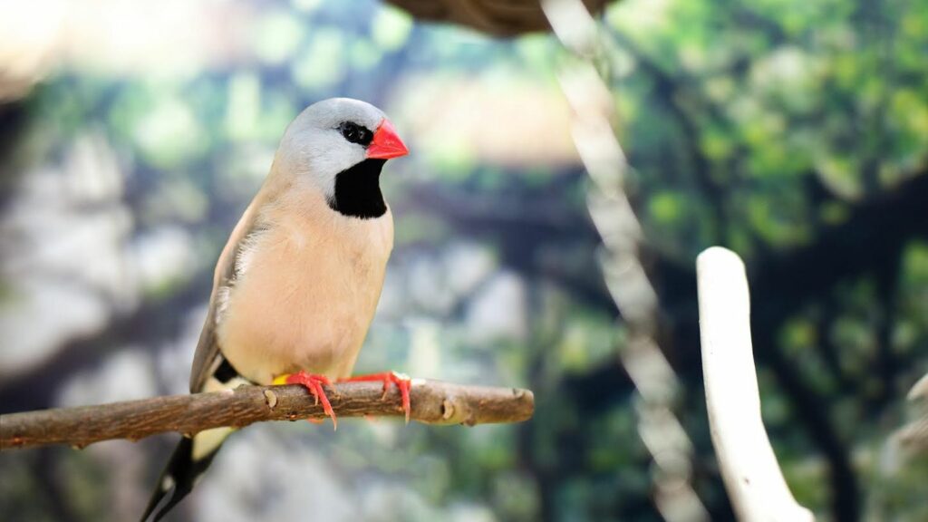 serenity-shaft-tail-finch-in-serenity-aviary