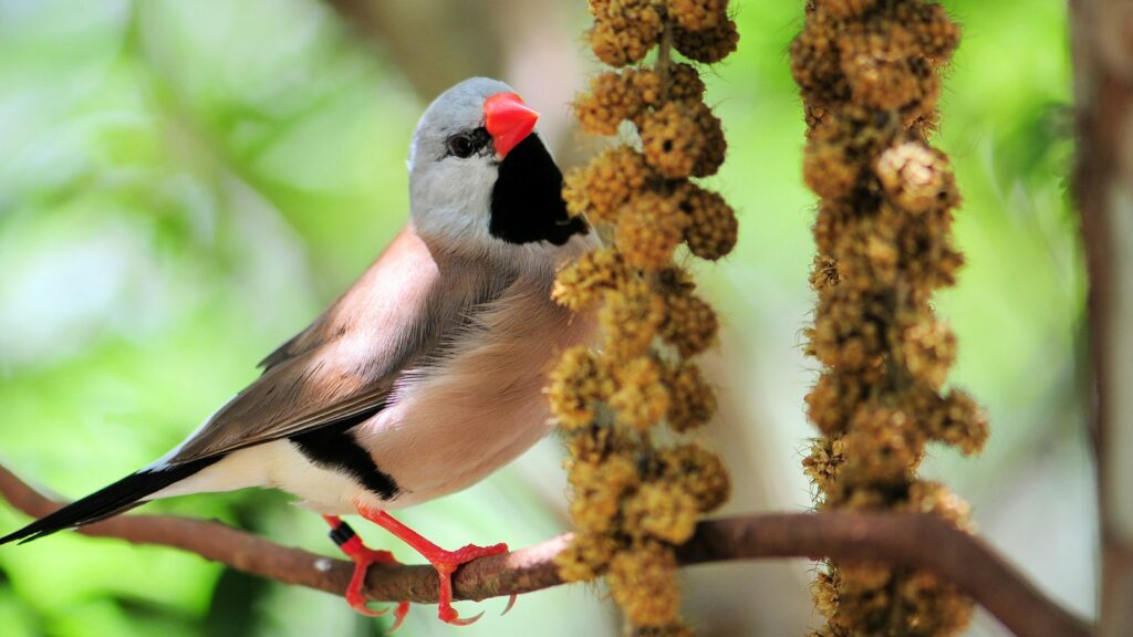 shaft-tail-finch-eating-millet