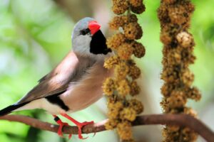 shaft-tail-finch-eating-millet