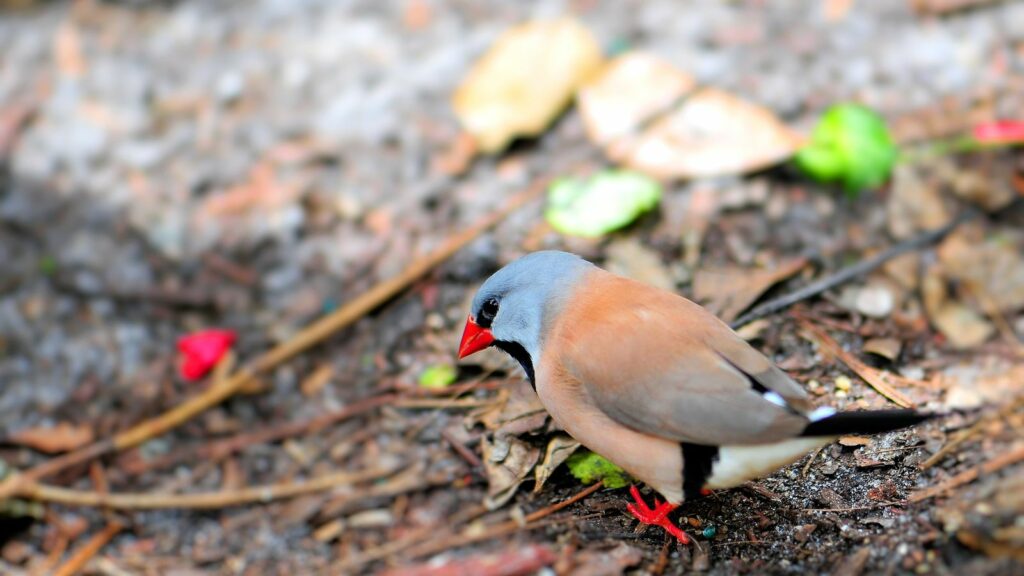 shaft-tail-finch-on-the-ground-looking-for-twigs-and-leaves