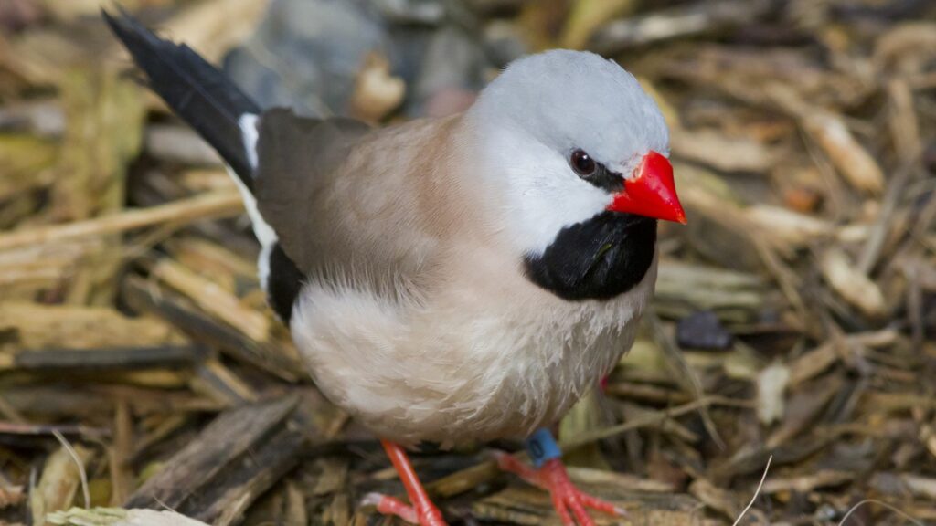 shaft-tail-finch-standing-on-woodchips