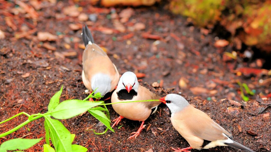three-shaft-tail-finches-on-the-ground-picking-at-leaves