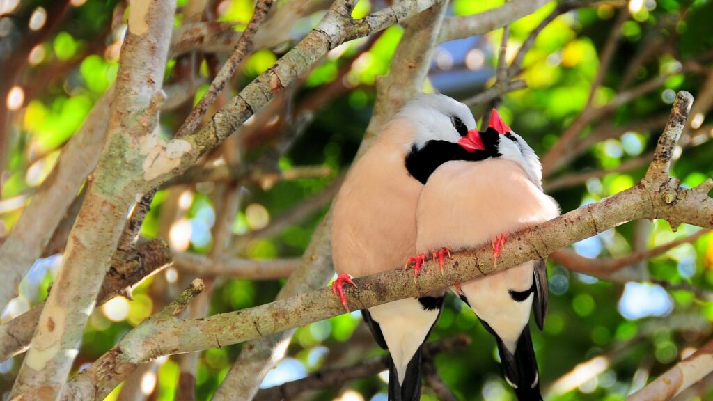 two-shaft-tail-finches-perched-on-a-tree-branch