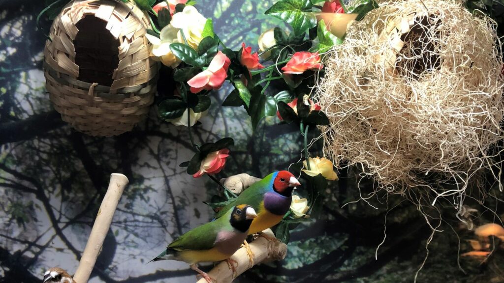 colorful finches in a commercial aviary