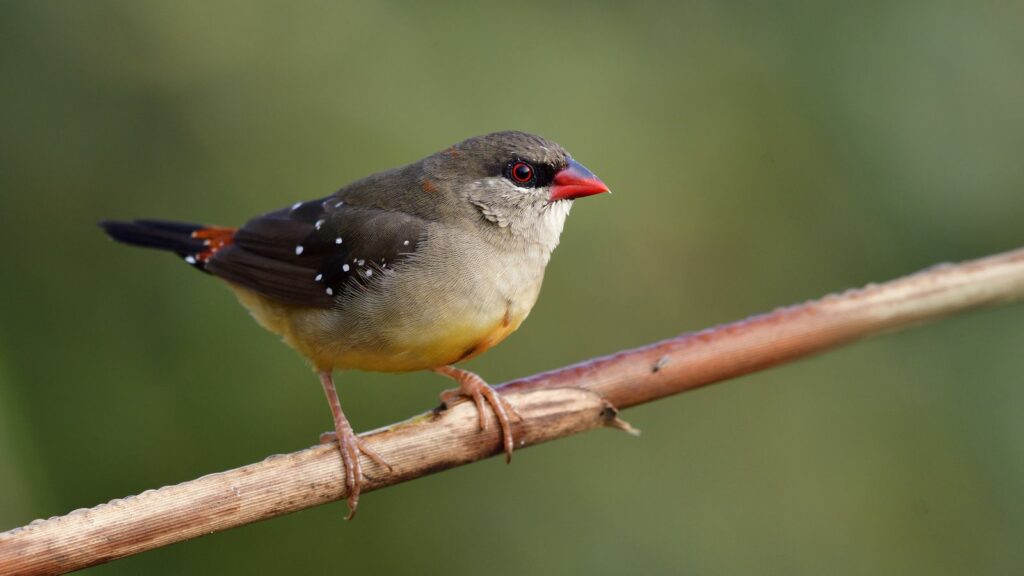 female-strawberry-finch-perched-on-a-branch