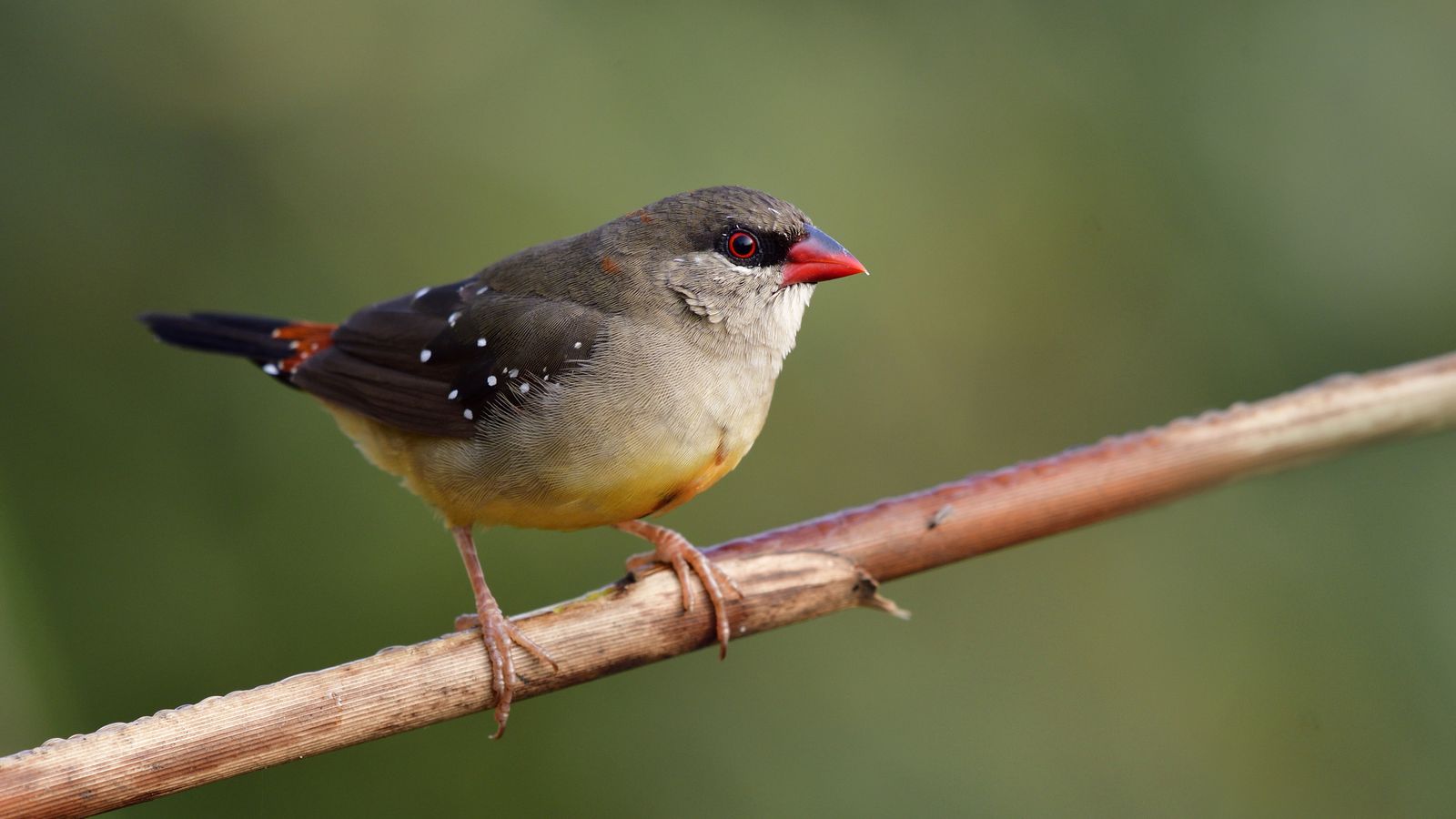 Strawberry Finch The Finches of Serenity Serenity Aquarium & Aviary