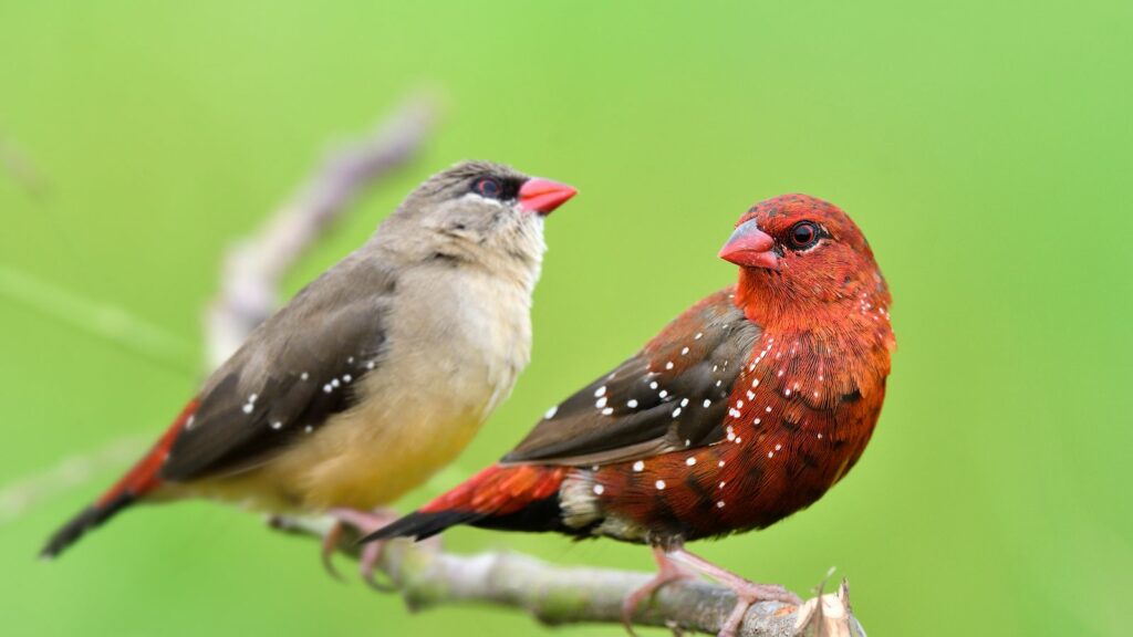 strawberry-finch-couple-perched-on-a-branch