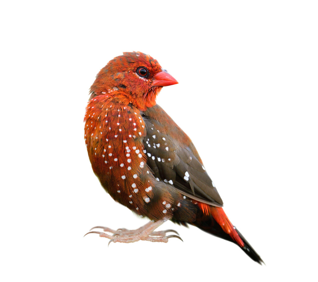 male-strawberry-finch