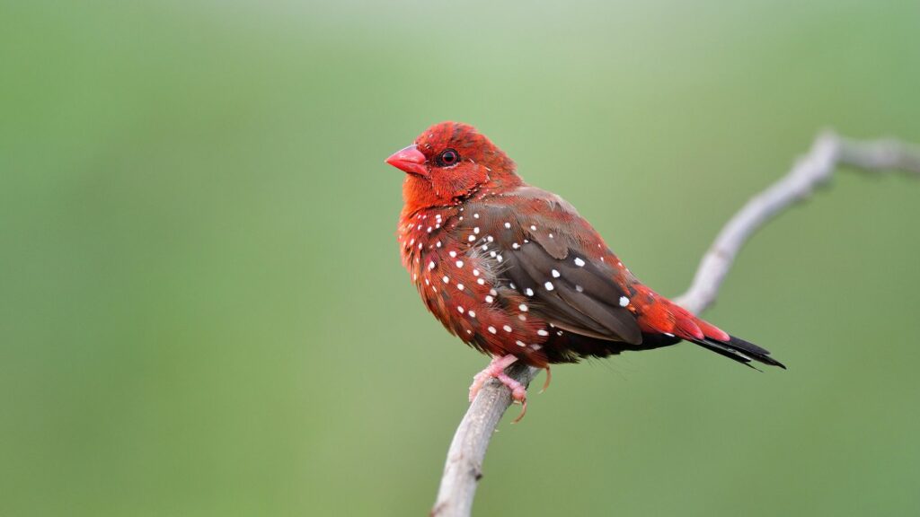 male-strawberry-finch-perched-on-a-branch