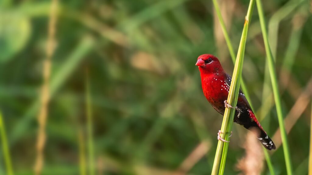strawberry-finch-perched-on-tall-grass