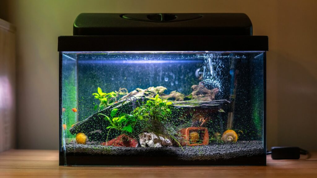 small-desktop-aquarium-with-underwater-decor