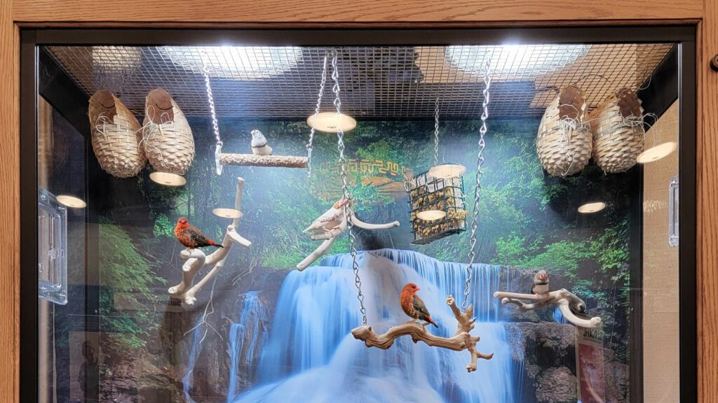 Serenity aviary with color birds in a nursing home