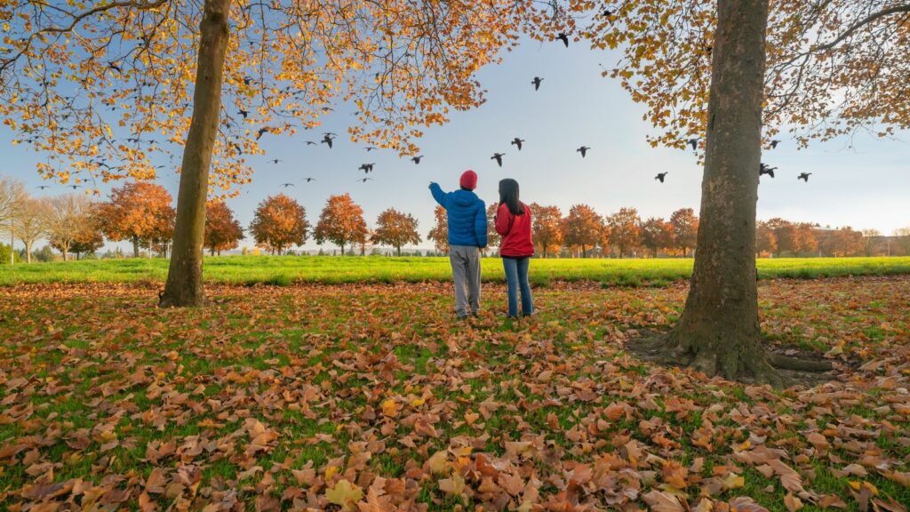 couple outside watching birds