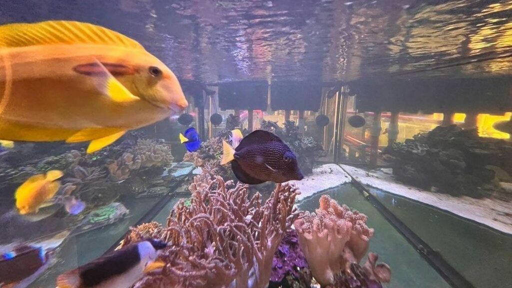 view inside a saltwater fish tank with saltwater fish swimming