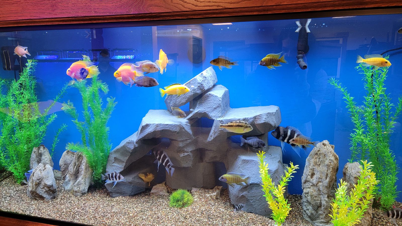 Addition of a black background.  Fish tank, Tropical fish aquarium,  Aquarium fish tank