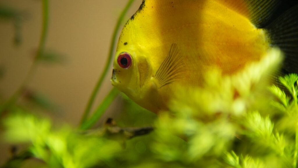 yellow freshwater fish