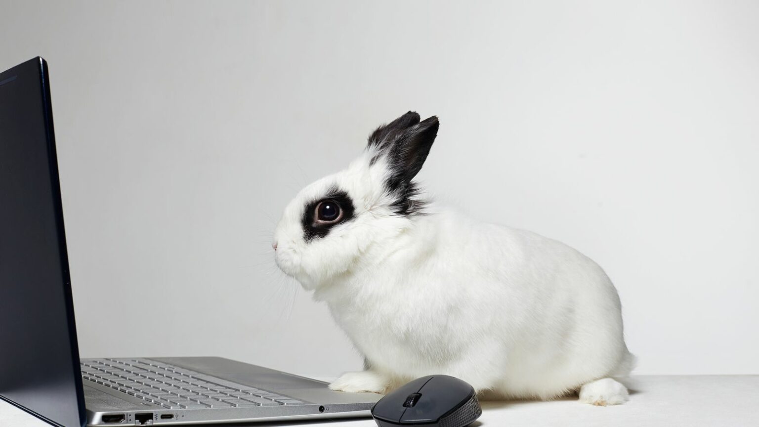 The 7 Best Office Pets: Let an Office Pet Elevate Your Atmosphere ...