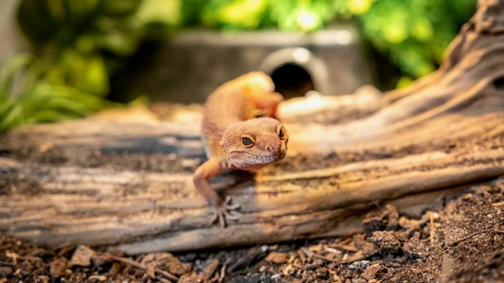 lizard office pet in a reptile enclosure